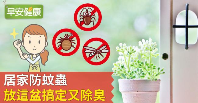居家防蚊蟲，放這盆搞定又除臭