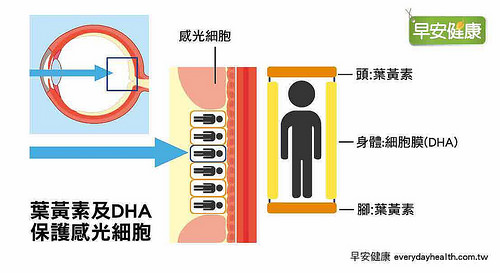 葉黃素及DHA保護感光細胞