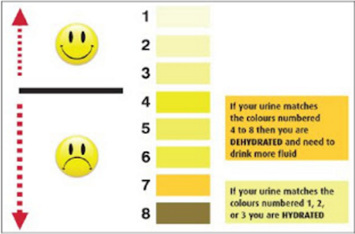 透過尿液的顏色，可以知道自己是否有補充足夠的水分。