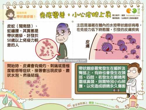 造成帶狀皰疹的主因是潛藏在體內的水痘帶狀皰疹病毒