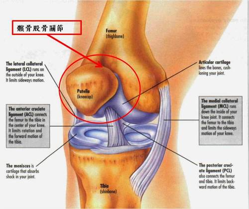 膝關節位於人體的大腿與小腿之間，實際上包含了兩個關節：1. 脛骨-股骨關節2. 髕骨-股骨關節