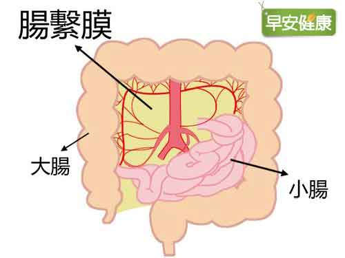 腸繫膜位置