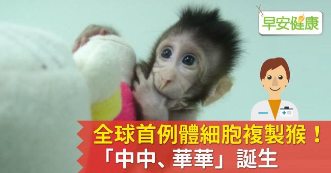 全球首例體細胞複製猴！「中中、華華」誕生