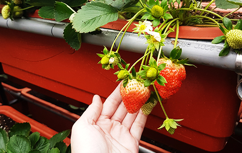 白石湖草莓季 採草莓