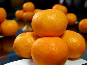 橘子,桶柑