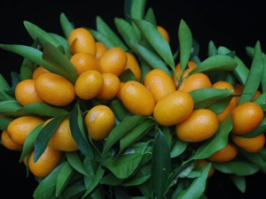 金柑外型為長橢圓形，香氣濃郁，宜蘭的氣候與土壤特別適合種植金柑，因此金柑是蘭陽地區有名的伴手禮