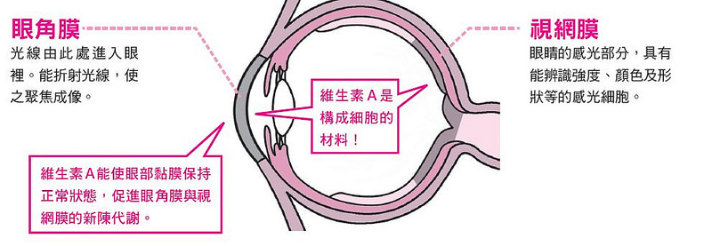 眼角膜及視網膜的細胞