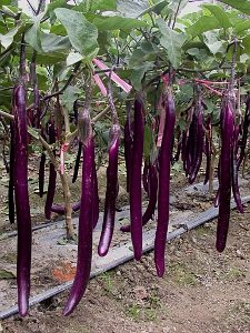 茄子,紫色蔬菜