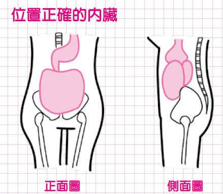內臟下垂,小腹,減肥
