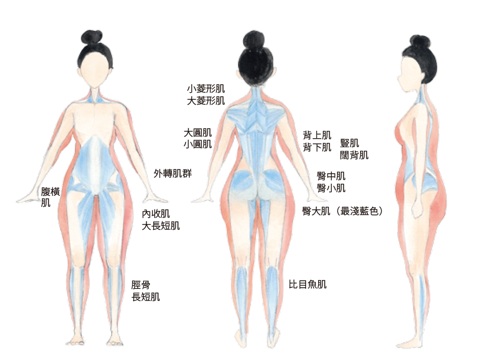 減肥,肌肉,小腹,腹橫肌