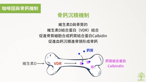 咖啡,骨質疏鬆