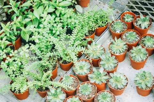 防蚊,薄荷,薰衣草