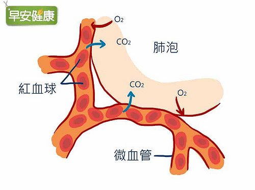 肺泡與血管交換氧氣的過程