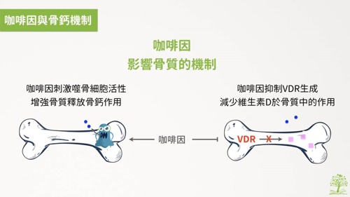 咖啡,骨質疏鬆