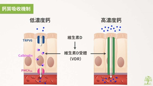 咖啡,骨質疏鬆