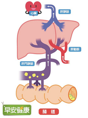 腸道與肝臟藉由肝門靜脈連接
