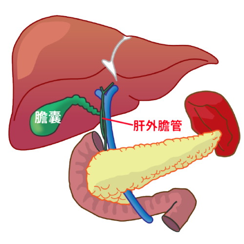 肝外膽管位置示意圖