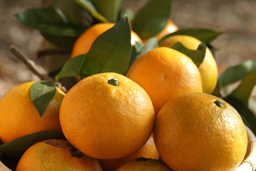 橘子具有預防糖尿病、肝功能異常的效果！