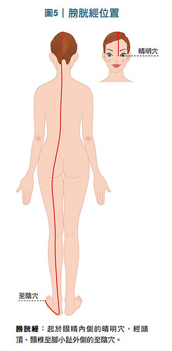 膀胱經經絡位置圖