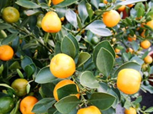 金桔的果實大小和金柑差不多，外觀較圓就像顆小的橘子，差別是不管果皮或果肉，除了酸還是酸，不適合鮮食