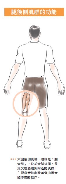 腿後側肌群的功能