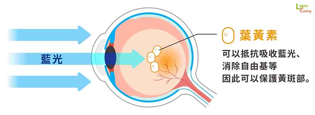 葉黃素是保護眼睛的關鍵營養素