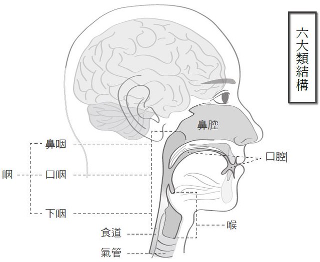 頭頸部涵蓋了很多器官，就結構來講，大致上分成口腔、口咽、下咽、喉。