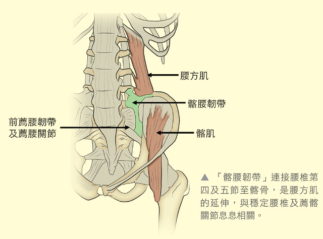 髂腰韌帶連接腰椎第四、五節至髂骨