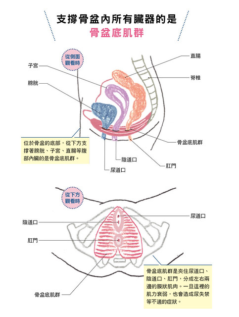 支撐骨盆內所有臟器的是骨盆底肌群