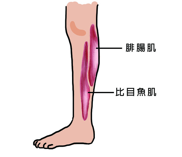 小腿肌分為腓腸肌跟比目魚肌