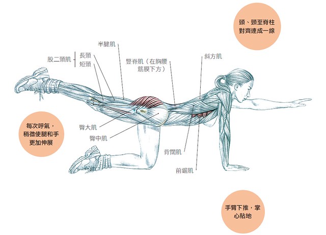 注意緊縮腹部、臀部和下背肌肉。保持姿勢停頓數秒，同時延長吸氣和呼氣。