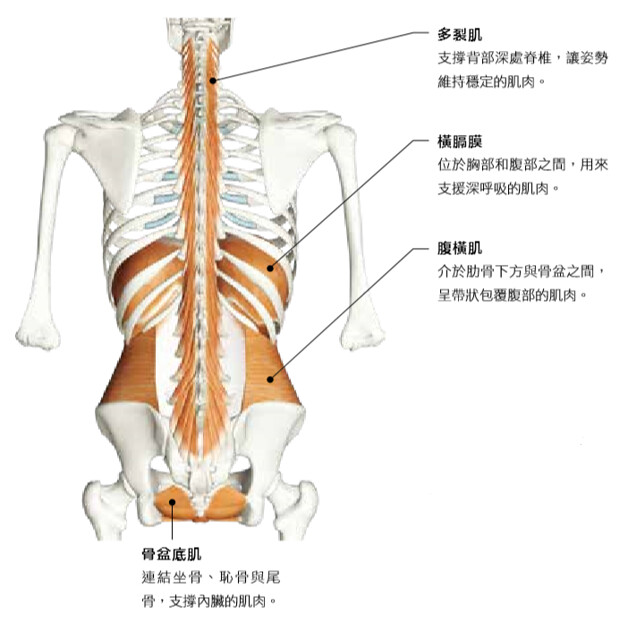 橫隔膜、腹橫肌、多裂肌與骨盆底肌