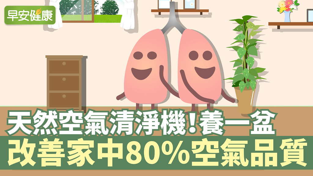 天然空氣清淨機！養一盆改善家中80％空氣品質