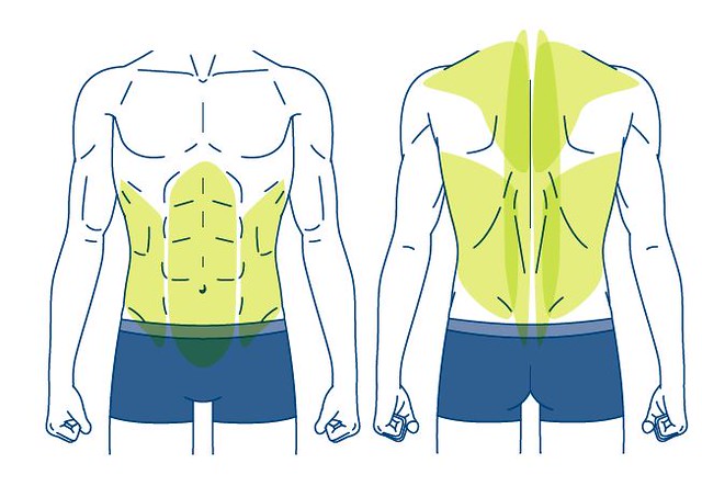 正面的代表性肌肉， 包括腹直肌、腹內斜肌和腹外斜肌； 背面的代表性肌肉， 則包括背闊肌、斜方肌和豎脊肌