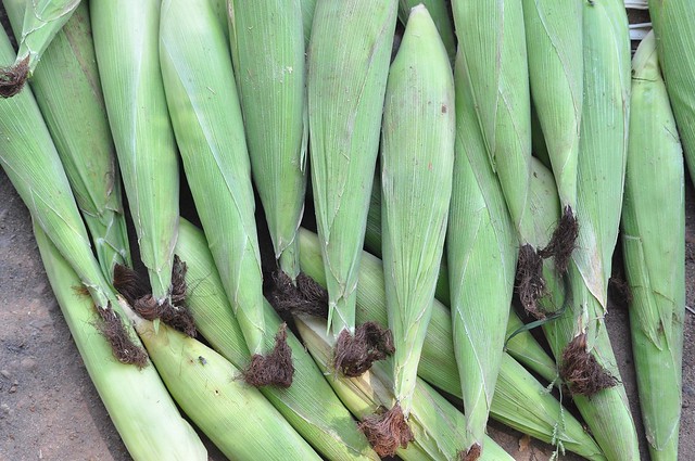 玉米筍在營養成分上，更接近是蔬菜。