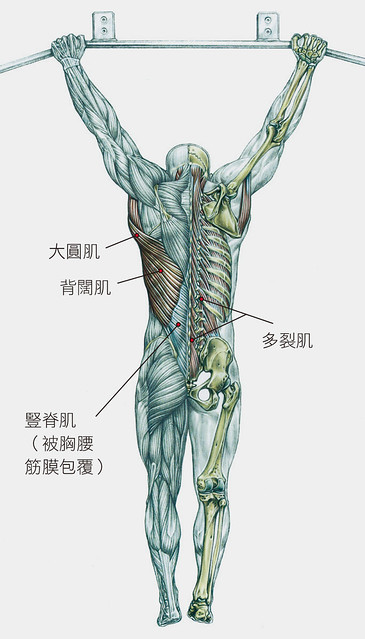 背部肌肉示意圖