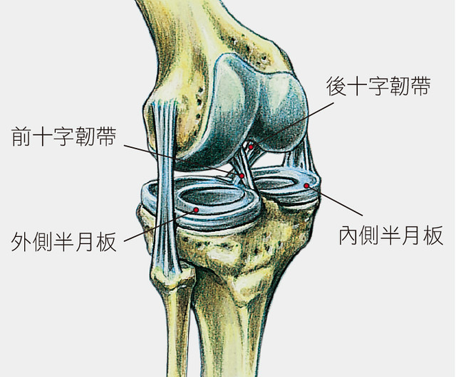 膝蓋結構