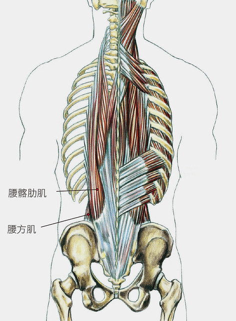 脊椎、肌肉示意圖2