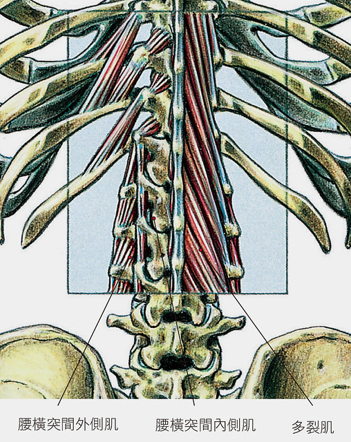 脊椎、肌肉示意圖1