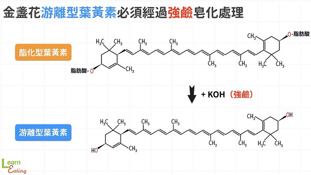 金盞花游離型葉黃素必須經過強鹼皂化處理。