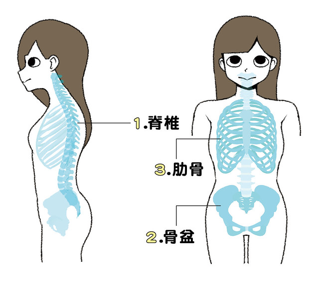 脊椎、骨盆、肋骨