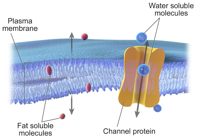 Wikipedia Cell membrane