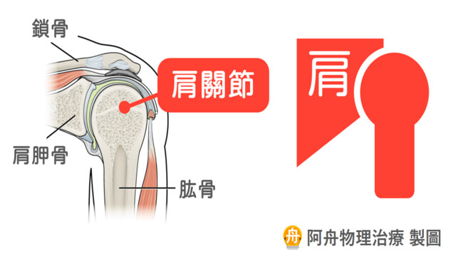 肩關節的接觸面積遠比髖關節小許多，因此天生就比髖關節來得不穩定。