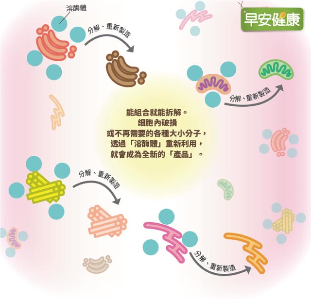 細胞自噬可以視為一種維持細胞健康品質的品管機制