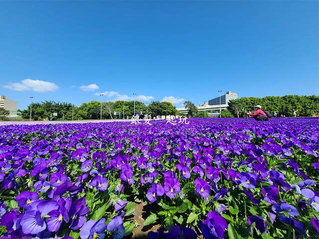 古亭花海圖1