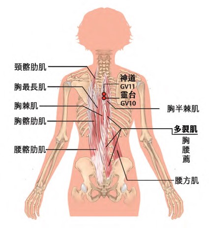 經絡系統