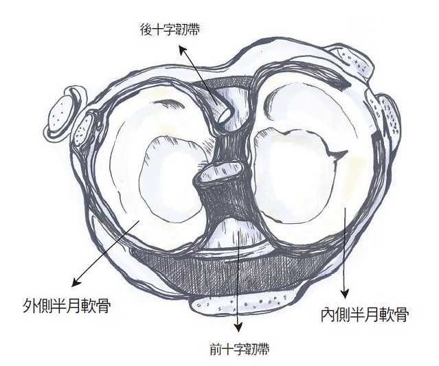 軟骨