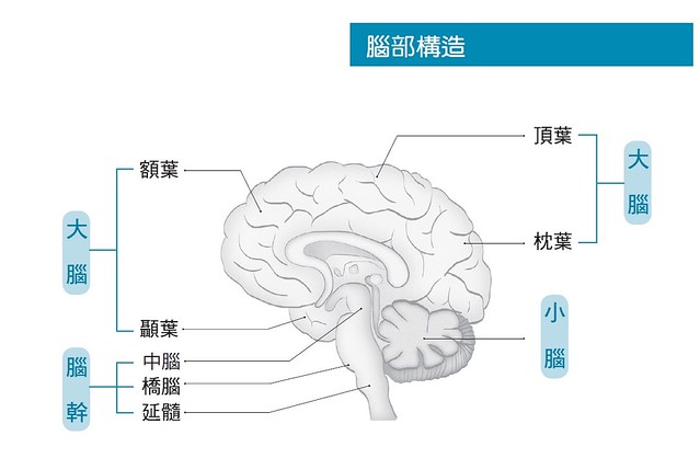 大腦