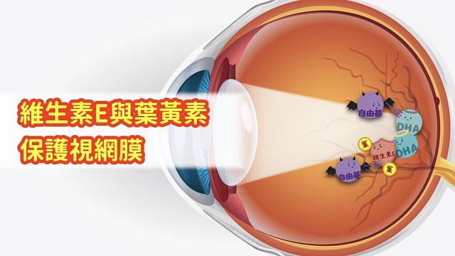 維生素E與葉黃素是這些保護機制中最重要的營養素。
