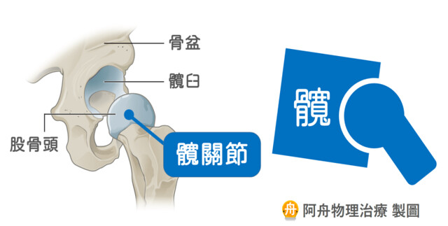 髖關節解剖：球部與關節區域有較大的接觸面積。